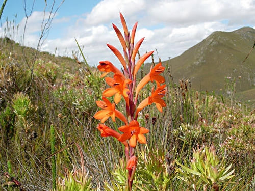 Watsonia Schlecteri - Indigenous South African Bulb - 10 Seeds