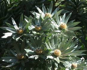 Leucadendron Argenteum - Indigenous South African Protea - 5 Seeds