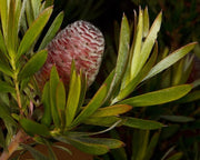 Leucadendron Coniferum - Indigenous South African Protea - 5 Seeds
