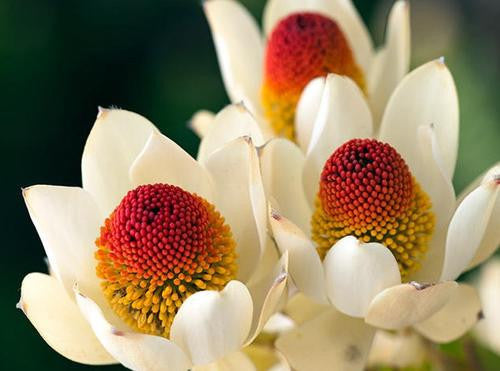 Leucadendron Discolor - Indigenous South African Protea - 5 Seeds