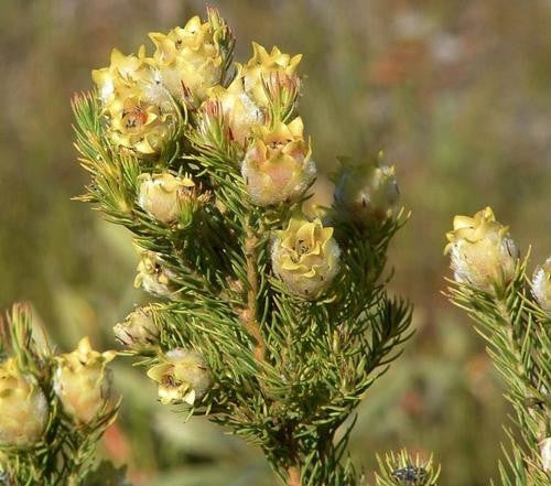 Leucadendron Laxum - Indigenous South African Protea - 5 Seeds
