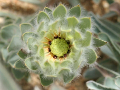 Leucadendron Nervosum - Indigenous South African Protea - 5 Seeds