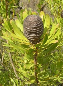 Leucadendron Platyspermum - Indigenous South African Protea - 5 Seeds