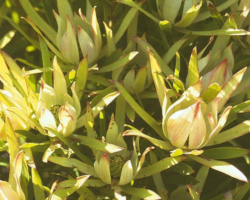 Leucadendron Salignum - Indigenous South African Protea - 5 Seeds