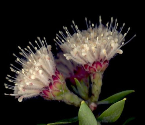 Leucospermum Bolusii - Indigenous South African Protea - 5 Seeds