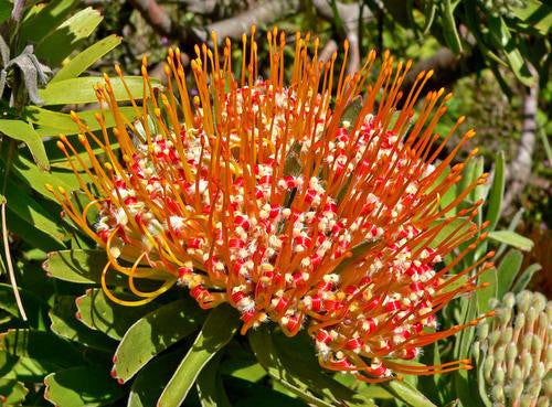 Leucospermum Erubescens - Indigenous South African Protea - 5 Seeds