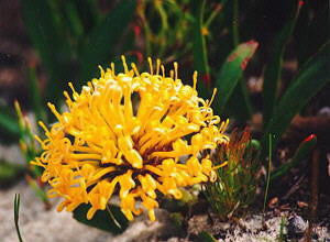 Leucospermum Parile - Indigenous South African Protea - 5 Seeds