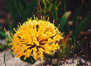 Leucospermum Parile - Indigenous South African Protea - 5 Seeds