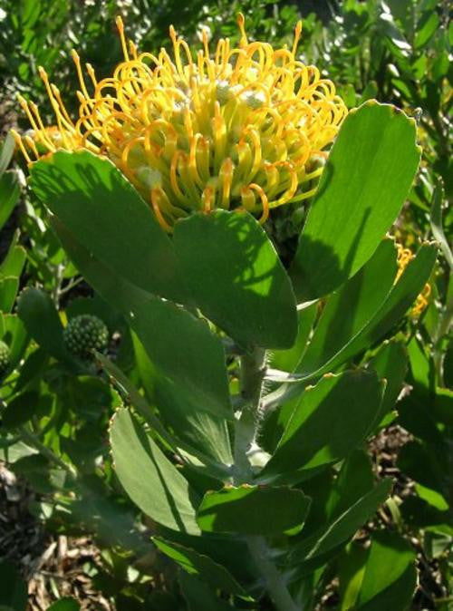 Leucospermum Praecox - Indigenous South African Protea - 5 Seeds