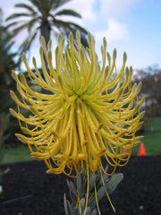 Leucospermum Reflexum Yellow - Indigenous South African Protea - 5 Seeds