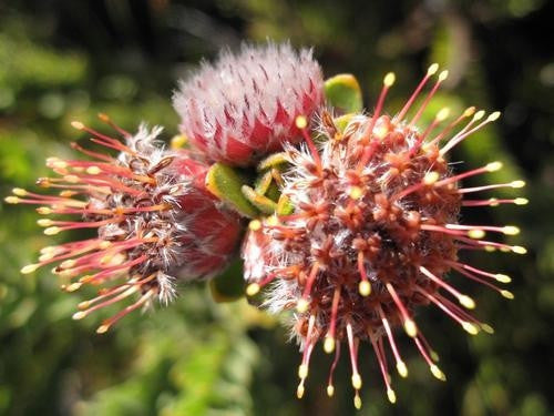 Leucospermum Truncatulum - Indigenous South African Protea - 5 Seeds