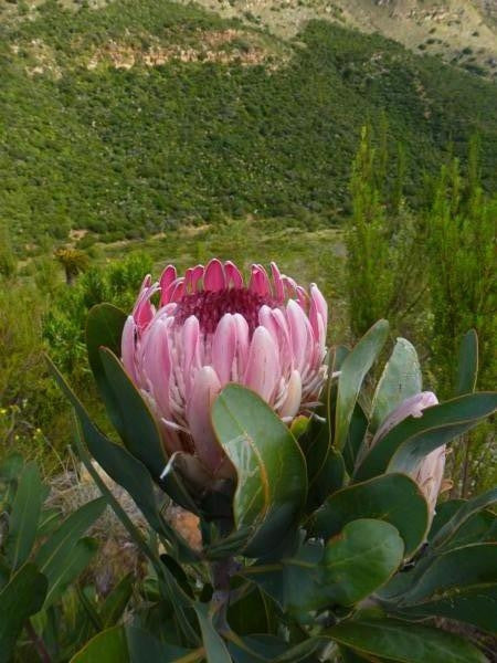 Protea Lorifolia - Indigenous South African Protea - 5 Seeds