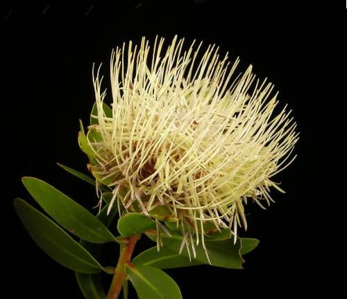 Protea Nitida - Indigenous South African Protea - 5 Seeds