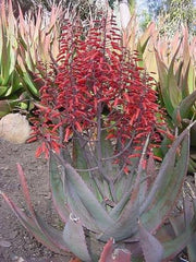 Aloe Chabaudii - Indigenous South African Succulent - 10 Seeds
