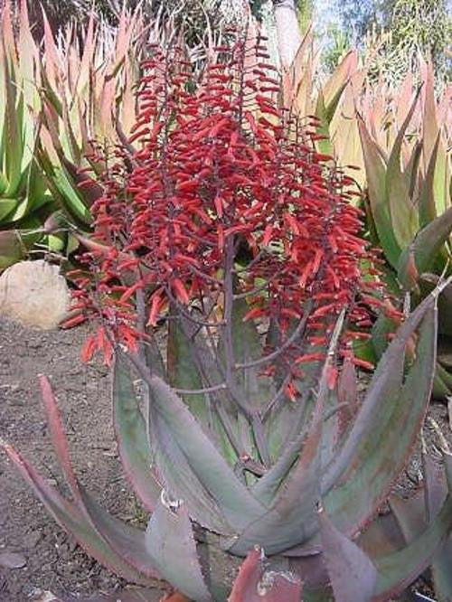 Aloe Chabaudii - Indigenous South African Succulent - 10 Seeds