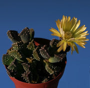 Aloinopsis Setifera - Indigenous South African Succulent - 10 Seeds