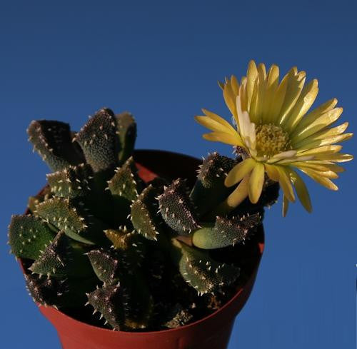 Aloinopsis Setifera - Indigenous South African Succulent - 10 Seeds