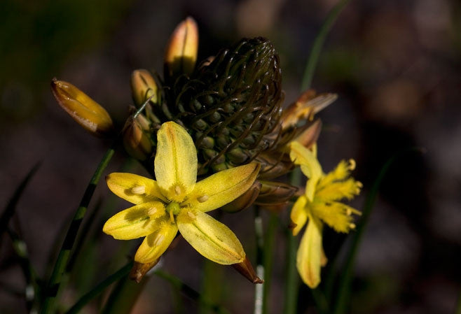 Bulbine Lagopus - Indigenous South African Succulent - 10 Seeds