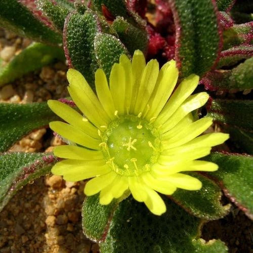 Cleretum Papulosum - Indigenous South African Succulent - 10 Seeds