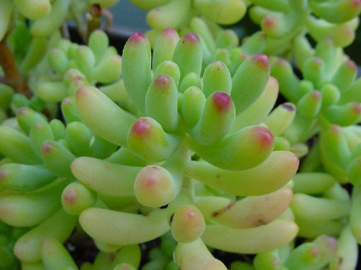 Crassula Nudicaulis - Indigenous South African Succulent - 10 Seeds