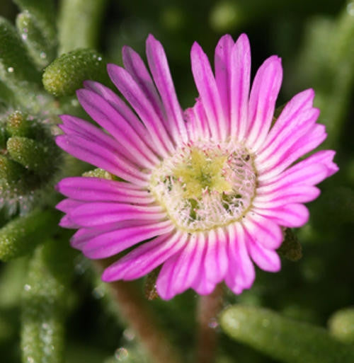 Drosanthemum Striatum - Indigenous South African Succulent - 10 Seeds