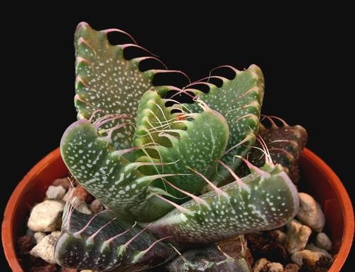 Faucaria Tigrina - Indigenous South African Succulent - 10 Seeds