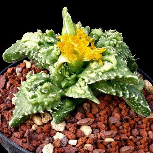 Faucaria Tuberculosa - Indigenous South African Succulent - 10 Seeds