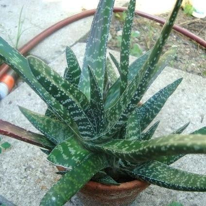 Gasteria Pulchra - Indigenous South African Succulent - 10 Seeds
