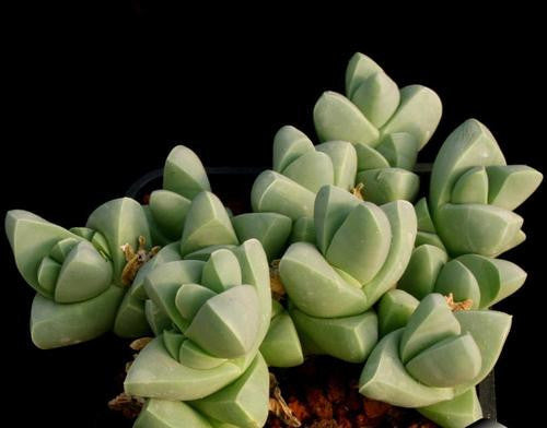 Gibbaeum Petrense - Indigenous South African Succulent - 10 Seeds