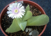 Gibbaeum Velutinum - Indigenous South African Succulent - 10 Seeds