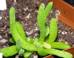 Ruschia Multiflora - Indigenous South African Succulent - 10 Seeds