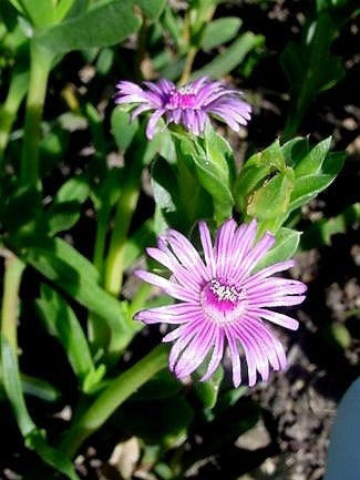 Ruschia Strubeniae - Indigenous South African Succulent - 10 Seeds