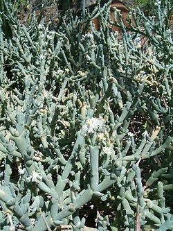 Ruschia Unidens - Indigenous South African Succulent - 10 Seeds