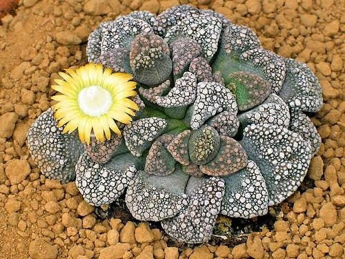 Titanopsis Calcarea - Indigenous South African Succulent - 10 Seeds
