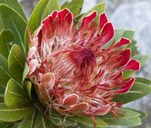 Protea Roupelliae Indigenous South African Protea 5 Seeds