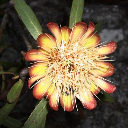 Protea Simplex - Indigenous South African Protea - 5 Seeds