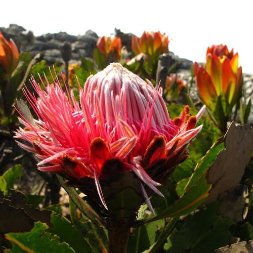 Protea Rubropilosa - Indigenous South African Protea - 5 Seeds