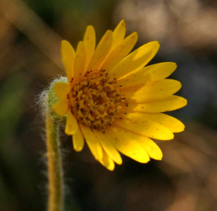 Gerbera Ambigua Yellow - Indigenous Perrenial - 10 Seeds