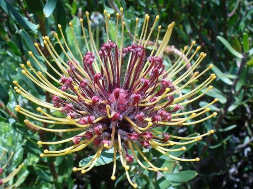 Leucospermum Tottum - Indigenous South African Protea - 5 Seeds