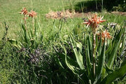 Aloe Ecklonis - Indigenous South African Succulent - 10 Seeds