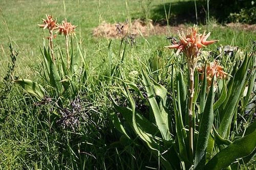 Aloe Ecklonis - Indigenous South African Succulent - 10 Seeds