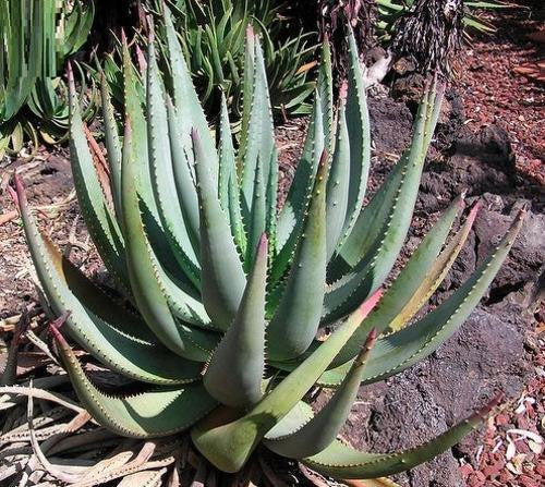 Aloe Gerstneri - Indigenous South African Succulent - 10 Seeds
