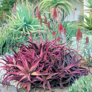 Aloe Cameronii - Indigenous South African Succulent - 10 Seeds
