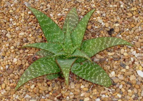 Aloe Grandidentata - Indigenous South African Succulent - 10 Seeds