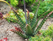 Aloe Greenii - Indigenous South African Succulent - 10 Seeds