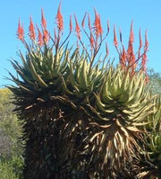 Aloe Khamiesensis - Indigenous South African Succulent - 10 Seeds