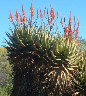 red aloe vera plant seeds Aloe Khamiesensis Seeds