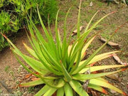 Aloe Pretoriensis - Indigenous South African Succulent - 10 Seeds