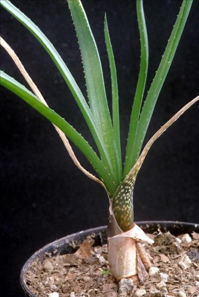 Aloe Myriacantha - Indigenous South African Succulent - 5 Seeds