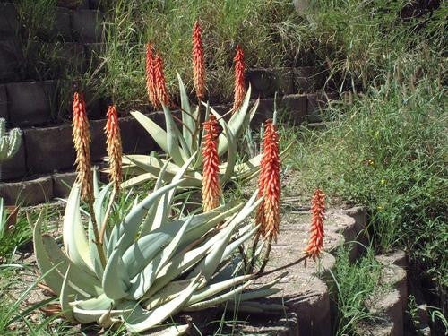 Aloe Namibensis Seeds | Seeds for Africa Aloe Namibensis Seeds | Seeds for Africa